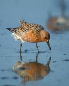Red Knot by Jan van de Kam Red Knot by Jan van de Kam