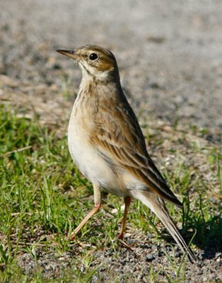 African Pipit