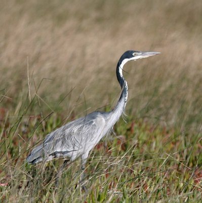 Black-headed Heron