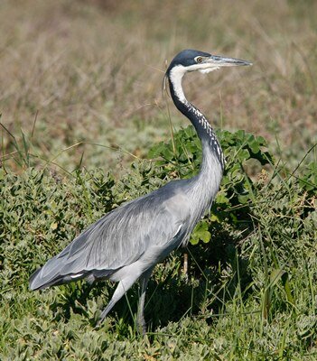 Black-headed Heron