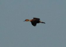 Fulvous Whistling Duck