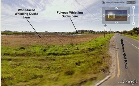 Google Street View Philippi Wetlands reduced