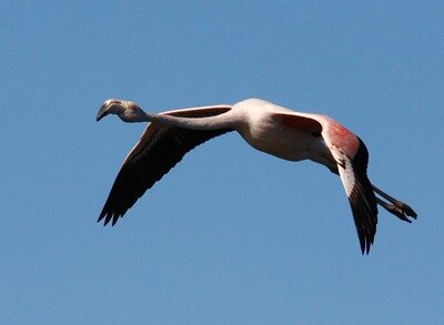 Greater Flamingo
