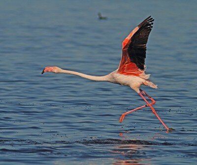 Greater Flamingo by Mike Buckham