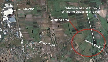 Phillipi Wetlands reduced