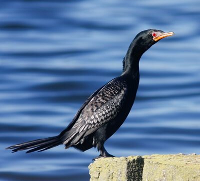 Reed Cormorant