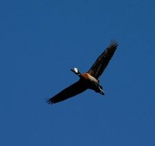 White-faced Whistling Duck