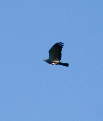 African Harrier Hawk