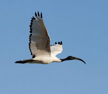 African Sacred Ibis