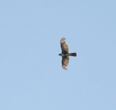 Black Sparrowhawk
