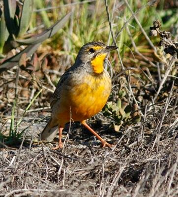 Cape Longclaw