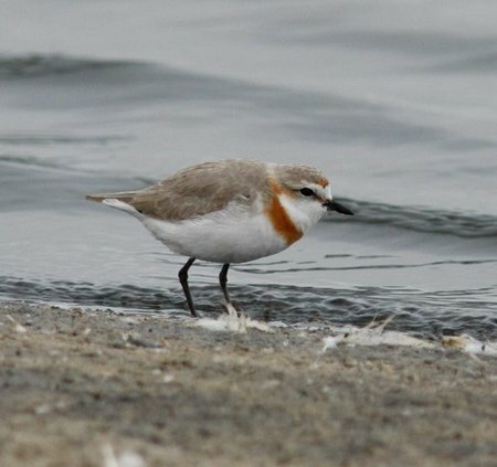 Chestnut-banded Plover
