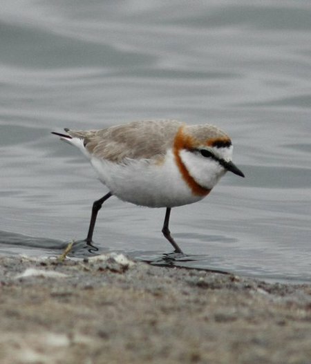 Chestnut-banded Plover a