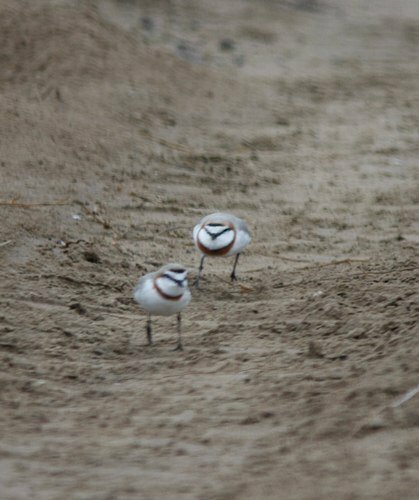 Chestnut-banded Plover chase