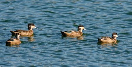 Hottentot Teal