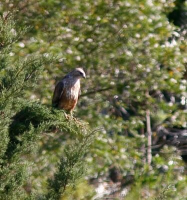 Steppe Buzzard