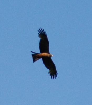 Yellow-billed Kite