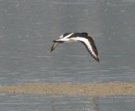 Eurasian Oystercatcher