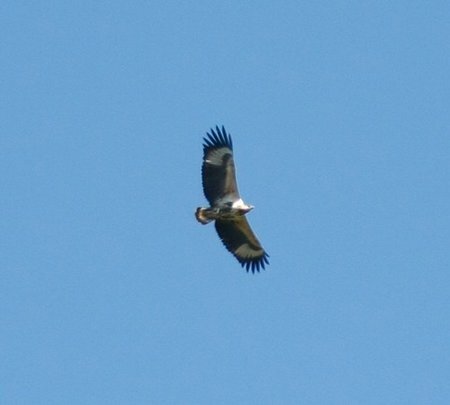 African Fish Eagle