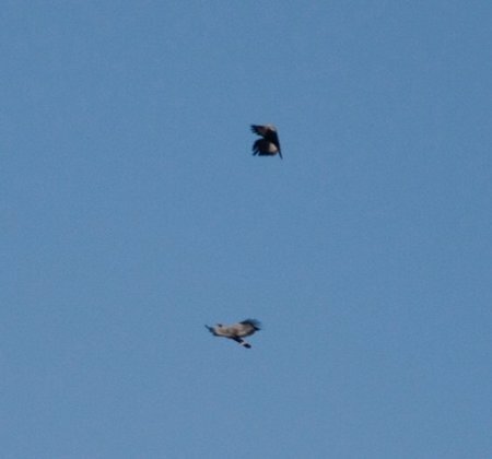 African Harrier Hawk displaying