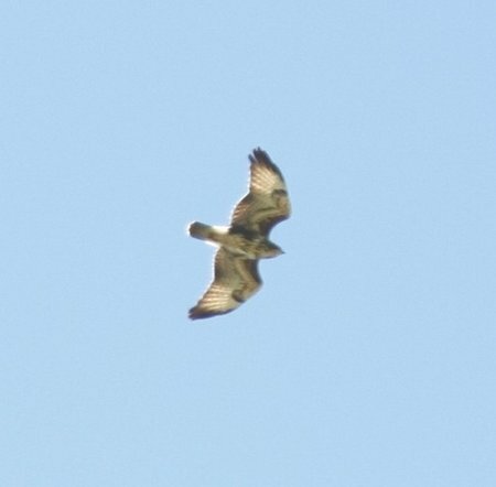 Forest Buzzard