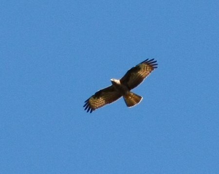 Honey Buzzard1