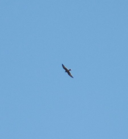 Large Falcon kbosch1 Jan 2011