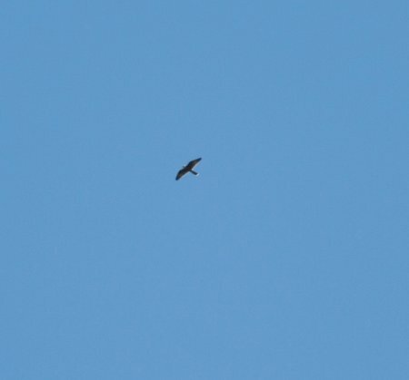 Large Falcon kbosch Jan 2011