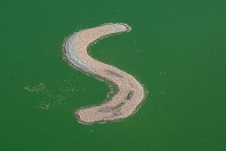 Lesser Flamingos
