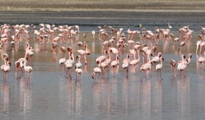 Lesser Flamingoes
