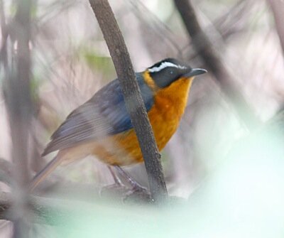 Ruppell's Robin-chat