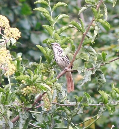 Spotted Morning-thrush